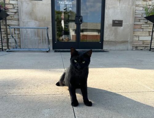NEW LIBRARY GREETER