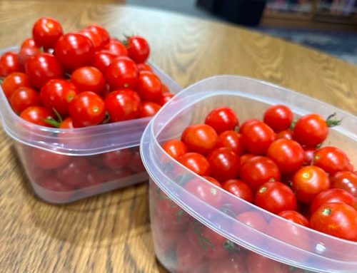 FREE TOMATOES