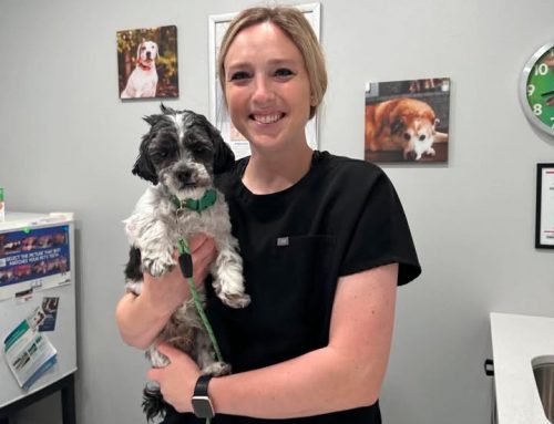🐾 A Huge Thank‑You to Animal Health Center of Knoxville! 💛