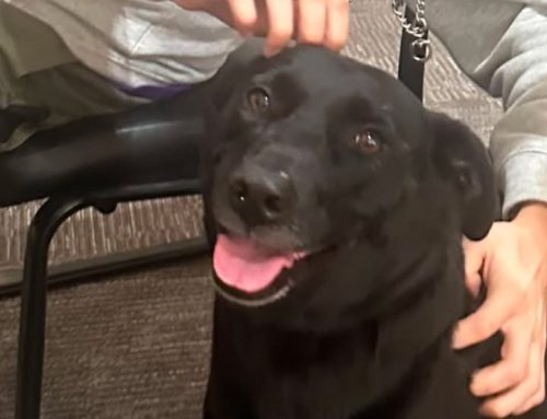 Who loves therapy dogs? We do!